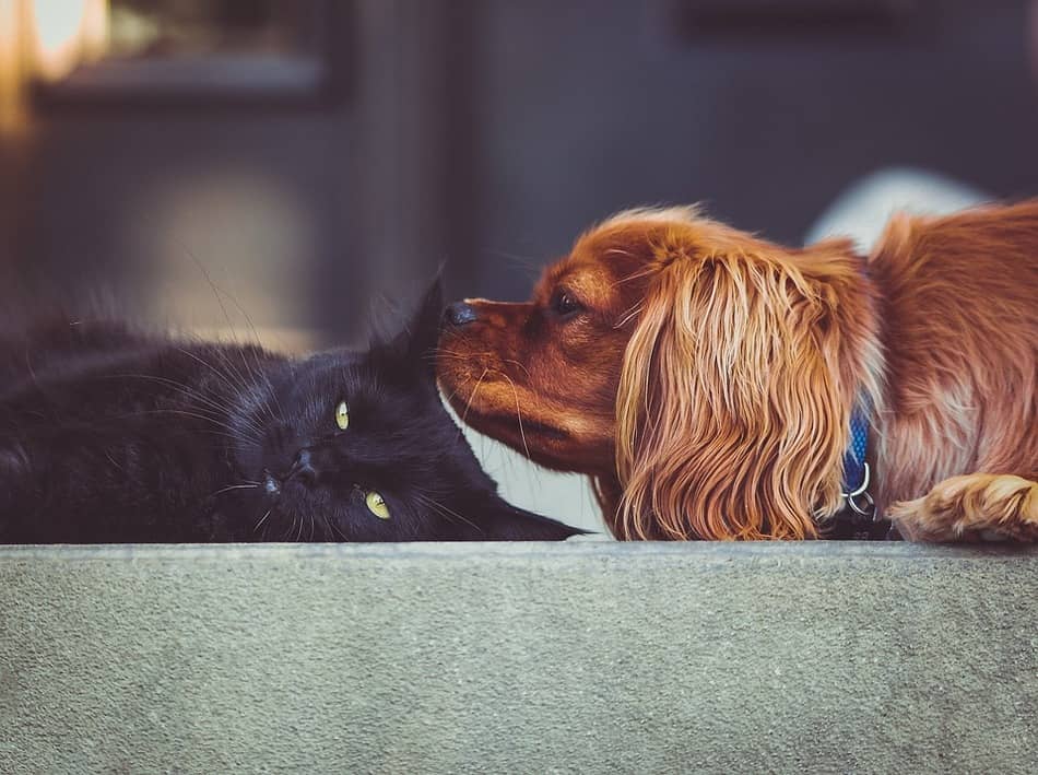 Why is Your Dog Licking Your Kitten Like Crazy?