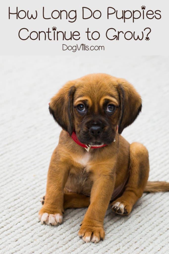 Do you look at your new puppy and wonder how long puppies grow? As much as we'd love them to stay little forever, they're not Peter Pan! Find out when you can expect your pup to stop growing.