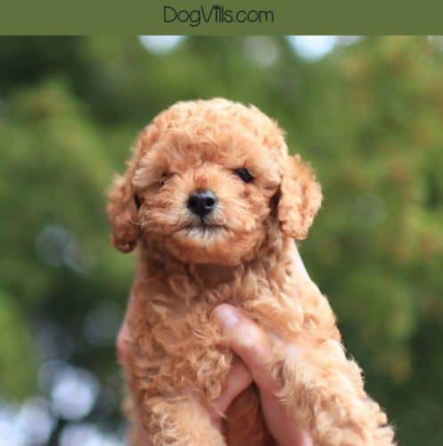 Thinking about adopting a poodle? You need to know about these standard poodle eye problems! The more you know, the better prepared you are to help your dog deal with them.