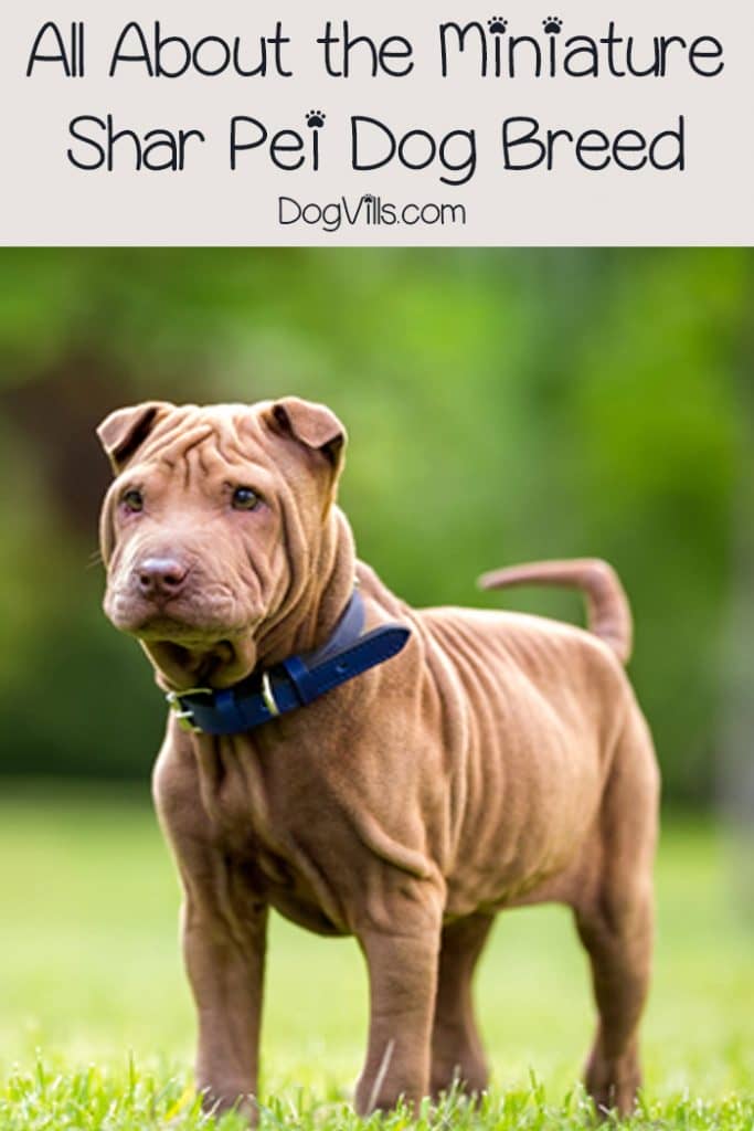 Say "hello" to the Miniature Shar-Pei - same great dog as the full-size breed, only in "mini-me" format! Read on to learn all about him!