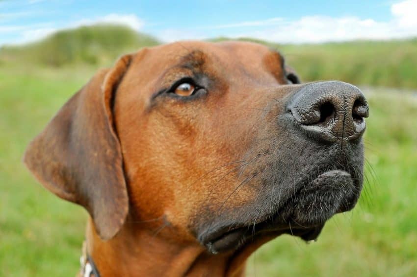 Are Rhodesian Ridgebacks hypoallergenic? Let's find out! Plus, learn everything you need to know about this stunning dog breed!