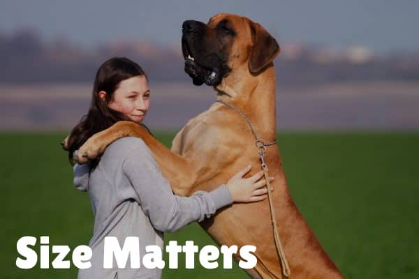 size mattersBuddyRest vs. Big Barker Dog Bed Comparison_ Which Is Best_