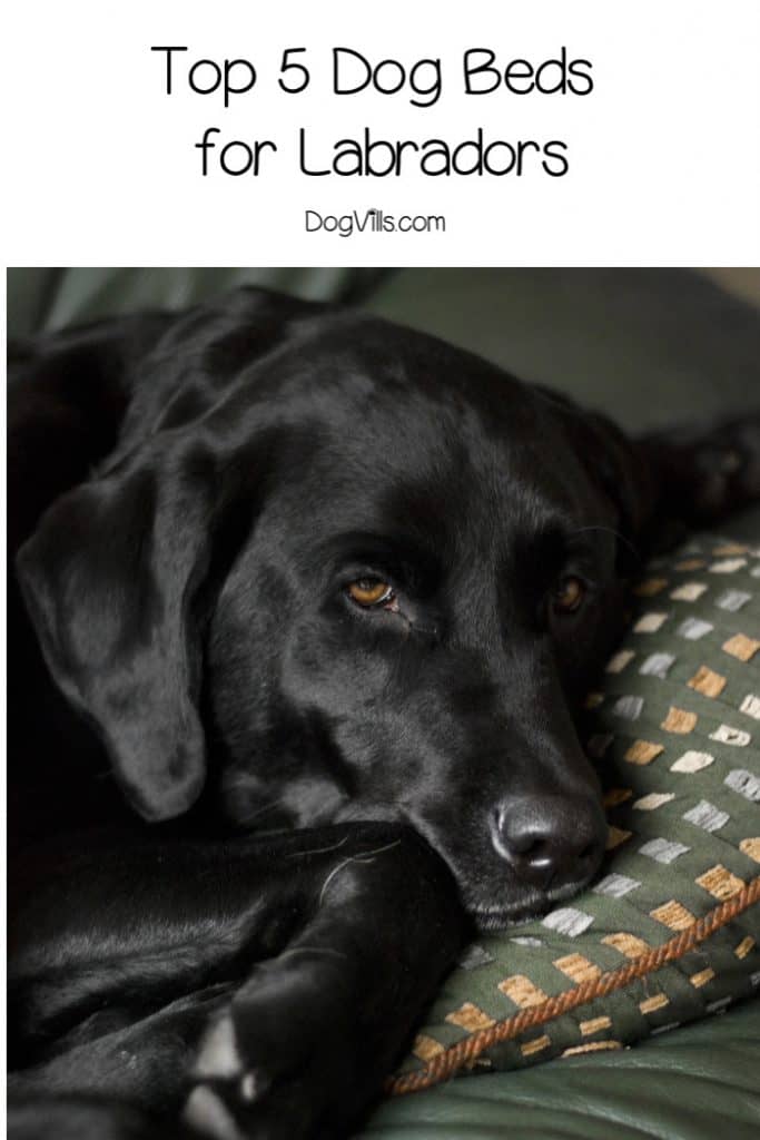 If you're wondering "what are the best dog beds for labradors," don't worry, I've got you covered! Find out what to look for, + check out my top 5 picks!