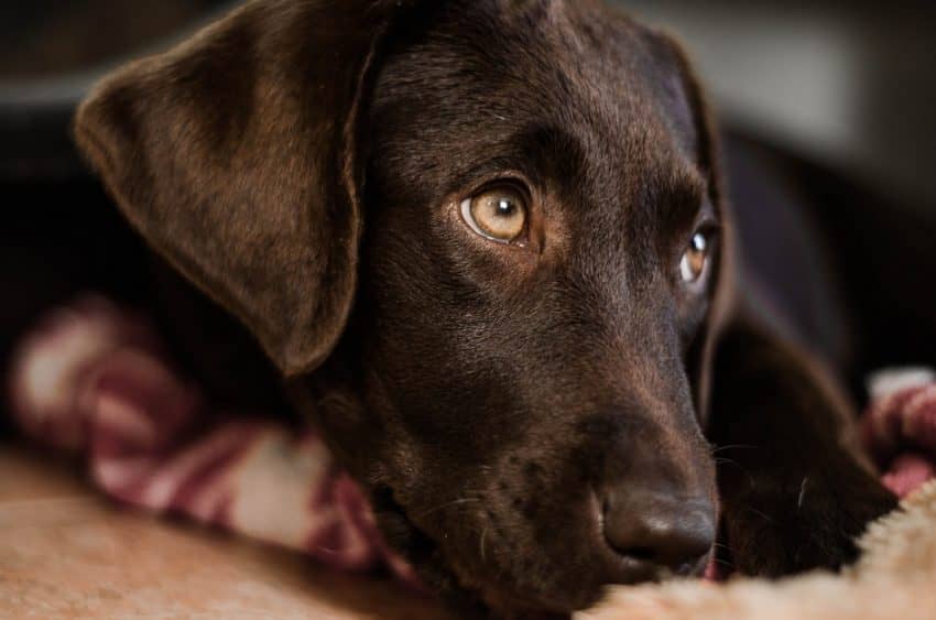 Labs are one of the best dog breeds for first time owners