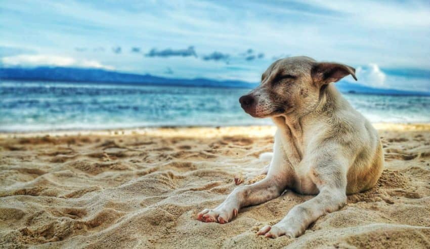 Saltwater dog names are a fantastic way to go for beach lovers and seaside dwellers!  Check out our top 20 favorite "salty" & ocean themed dog names!