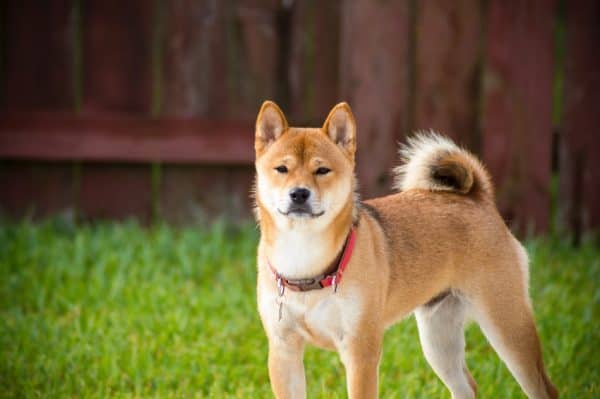 Is Shiba Inu hypoallergenic? Find out if this gorgeous Japanese dog breed is allergy friendly, plus learn everything you need to know about them!