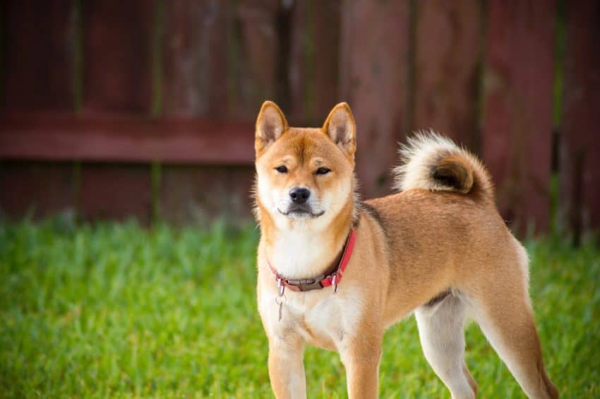 Is Shiba Inu hypoallergenic? Find out if this gorgeous Japanese dog breed is allergy friendly, plus learn everything you need to know about them!