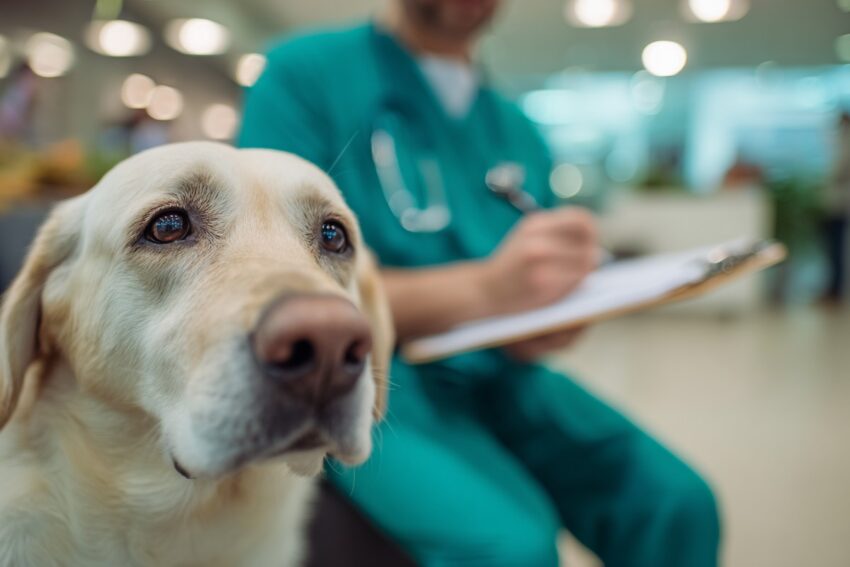 What Are the Chances That an Indoor Dog Contracts Heartworm?