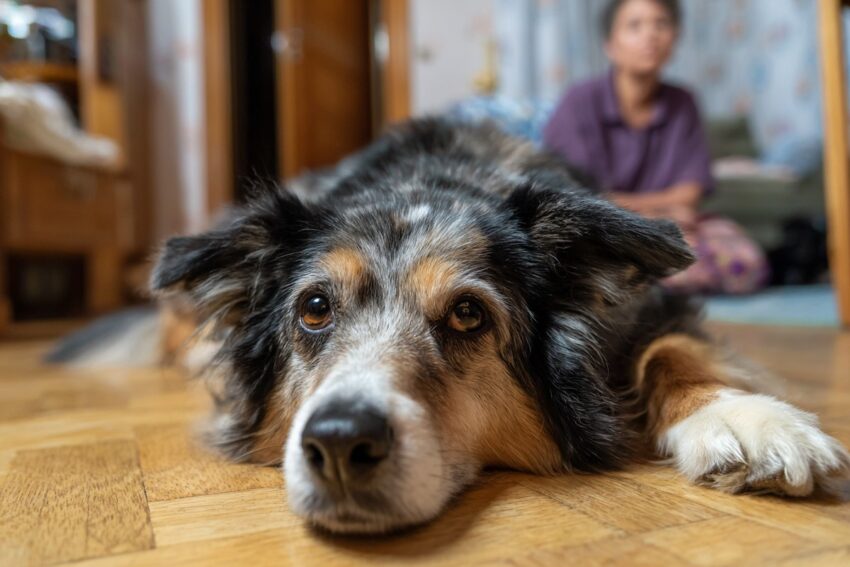 What Are the Chances That an Indoor Dog Contracts Heartworm?
