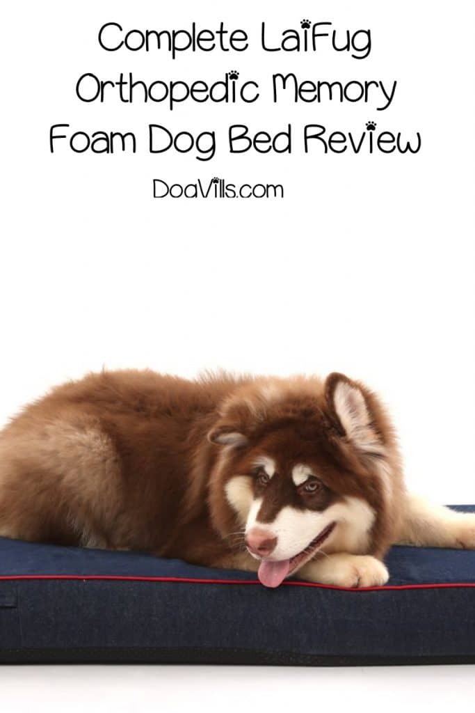 Looking for a good budget-friendly dog bed? Check out our complete LaiFug Orthopedic Memory Foam Dog Bed Review to see if it's right for your pup!