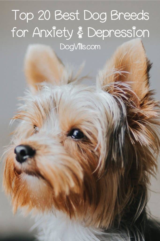 What are the best dog breeds for anxiety and depression? Read on to find which which breeds we recommend as emotional support dogs!