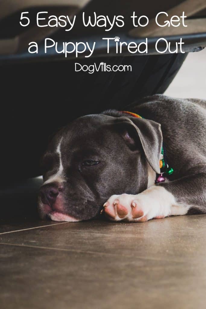 Trying to figure out how to get a puppy tired? We've got you covered! Read on for five fantastic exercises to burn off a puppy’s endless supply of energy.