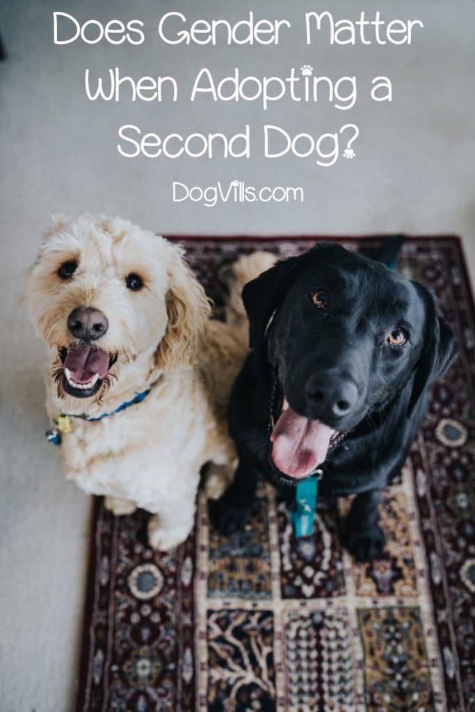 Does gender matter when adopting a second dog? Turns out, it does! Read on to find out what experts say about the subject!