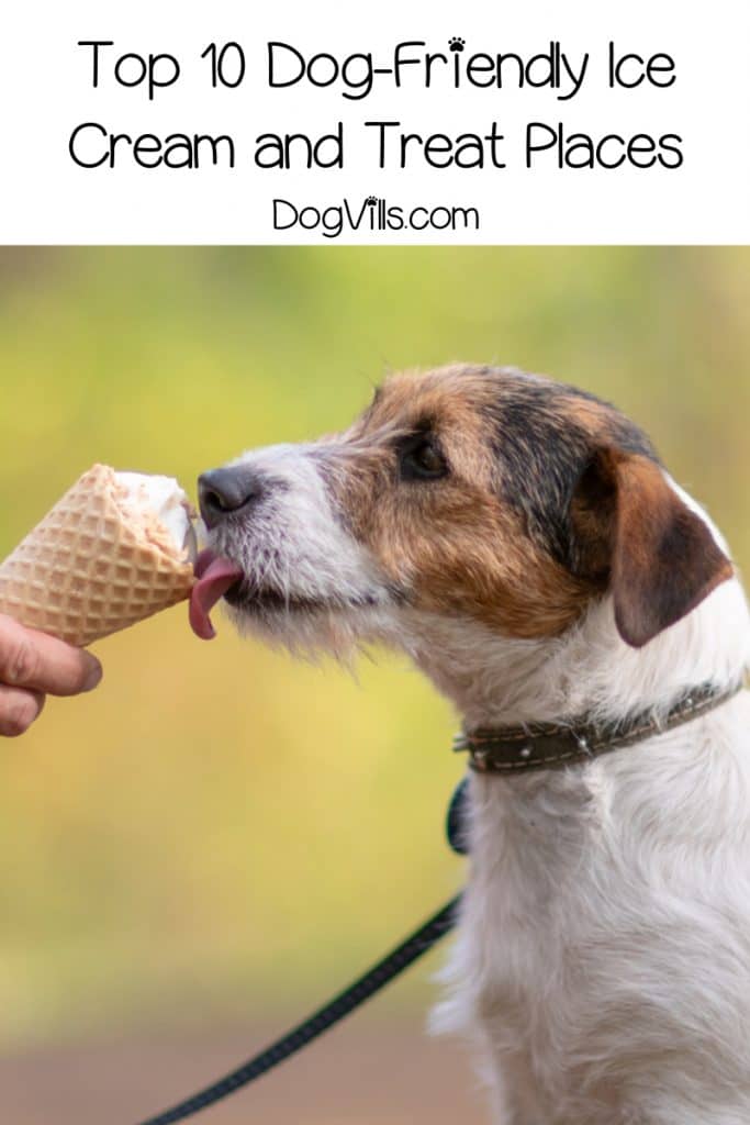 Want to take your pet to the best dog friendly ice cream places? Check out 10 treat places that welcome dogs AND have a little something special for them!