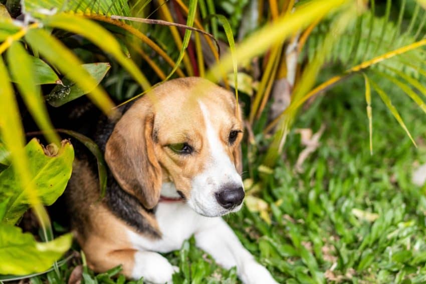 Flea and tick preventative is important for your dog's health, but there are so many. Take a look at this list and discover the most effective treatments!