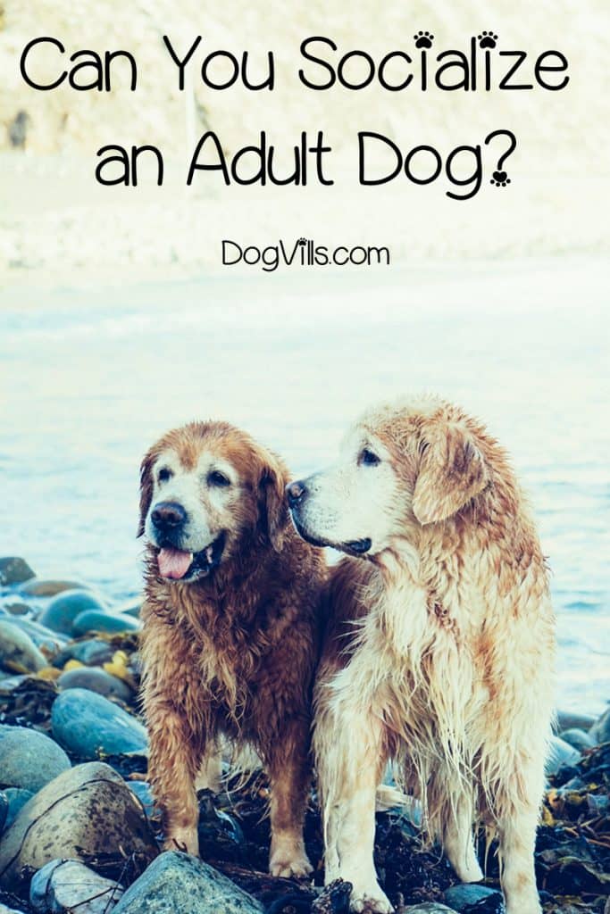 If a dog didn't get properly socialized in puppyhood, can you do it later in his life? Read on to find out why it’s such a challenge & how to do it!