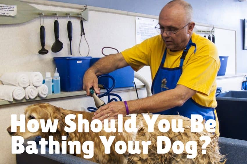 Bathing your dog is important for his health, but it's important to know how to do it. Learn how often to do it and tips on getting the job done right!