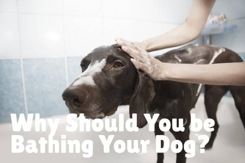 Bathing your dog is important for his health, but it's important to know how to do it. Learn how often to do it and tips on getting the job done right!