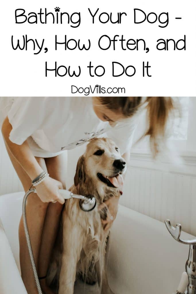 Bathing your dog is important for his health, but it's important to know how to do it. Learn how often to do it and tips on getting the job done right!