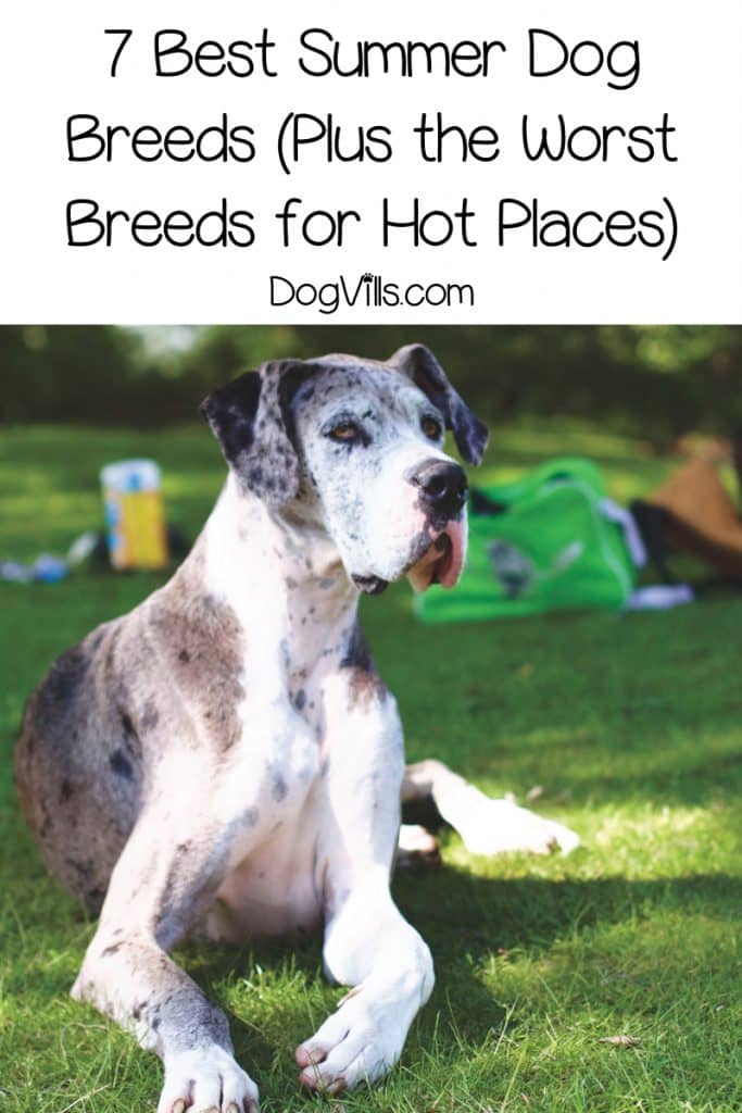 Which dog breeds are the best for summer and hot environments? Read on to find out top 7 dogs that can tolerate heat...and the ones that can't!