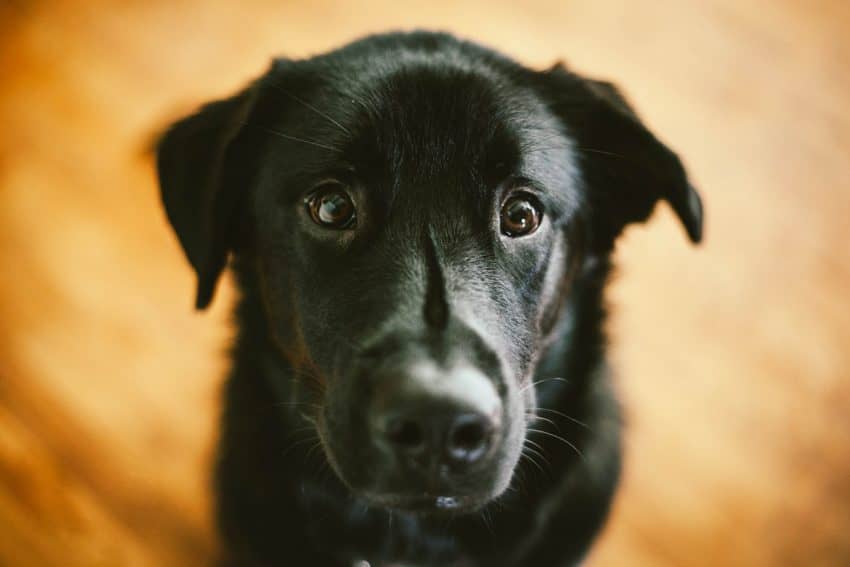 If you're looking for the best black dog names for your ebony-colored pup, you're in luck! We've rounded up over 150 fantastic ideas for male and female dogs. Check them out!
