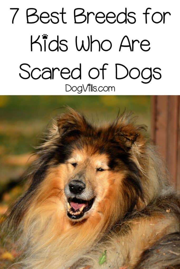 how to help a child terrified of dogs