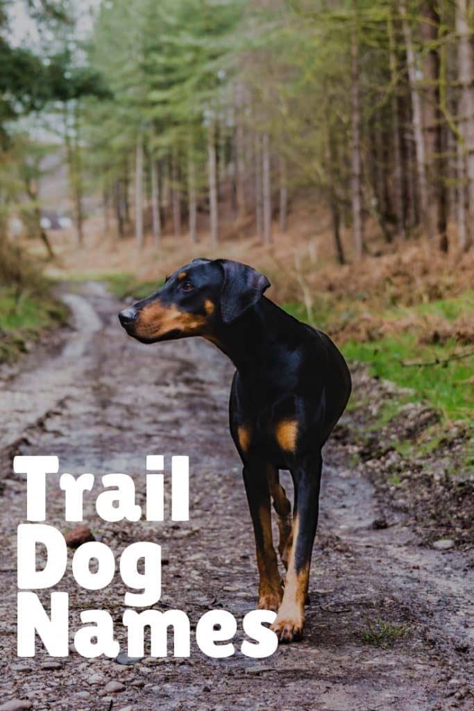 Trail Dog Names