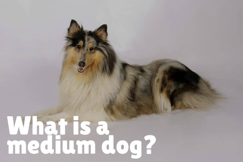 what is a medium dog