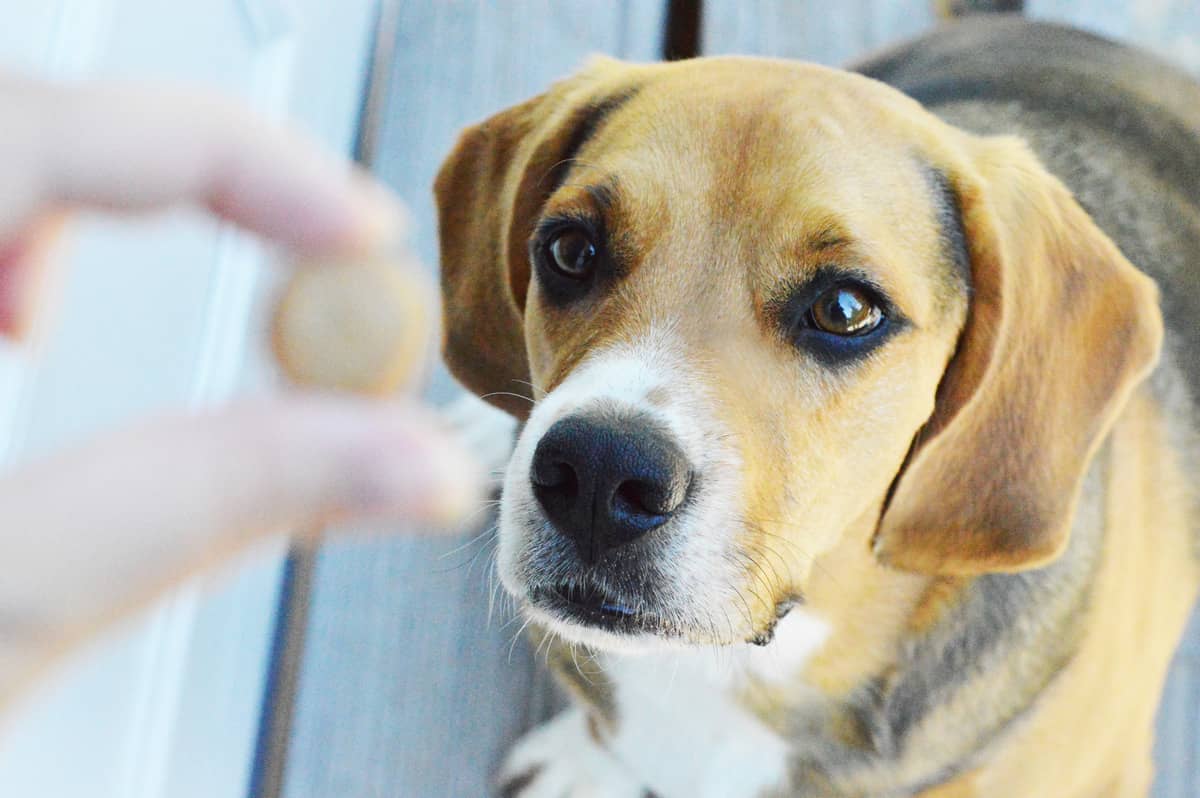 Looking for the perfect homemade mini training dog treats recipe? You'll love this easy 3-ingredient recipe! Find out how to make it!