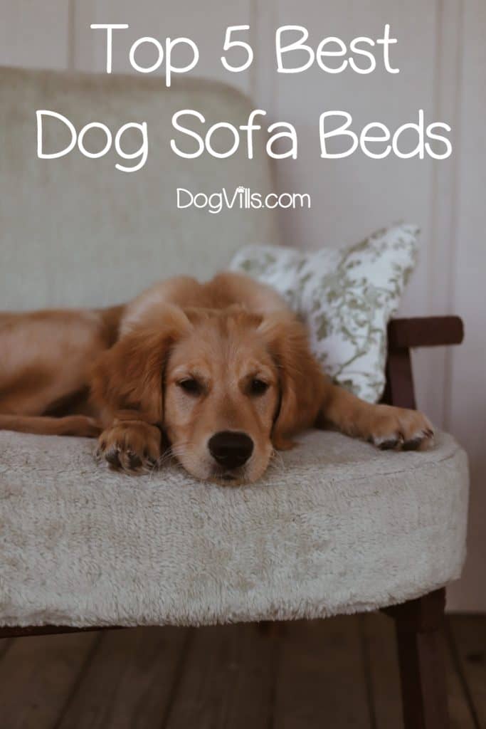 Looking for the best dog sofa beds to replace your traditional flat bed? Check out our top 5 recommendations that your dog will love!