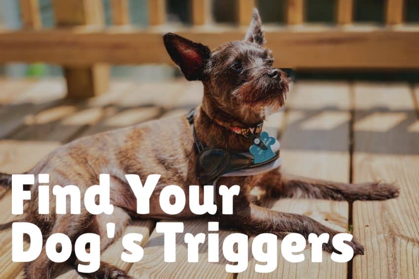 How to Socialize an Aggressive Dog (in 7 Steps) - DogVills