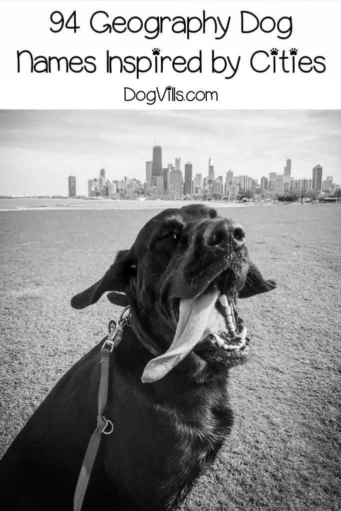 Looking for the best geography dog names? Check out these 94 inspired by cities, then keep reading for more ideas!