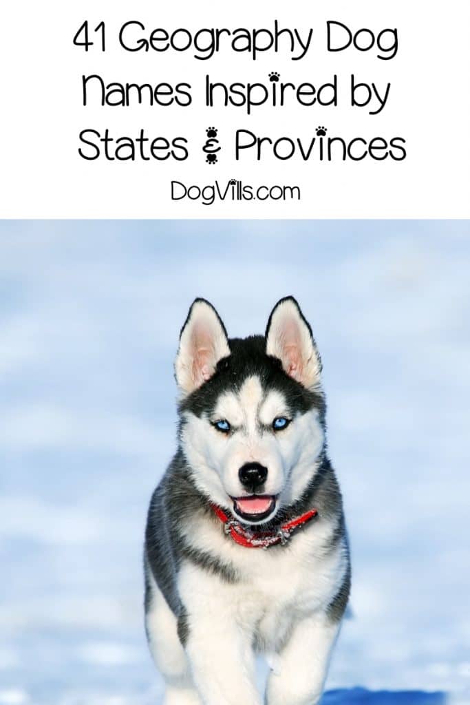 Looking for the best geography dog names? We've got 200 of them for you, including these 41 inspired by states & provinces!