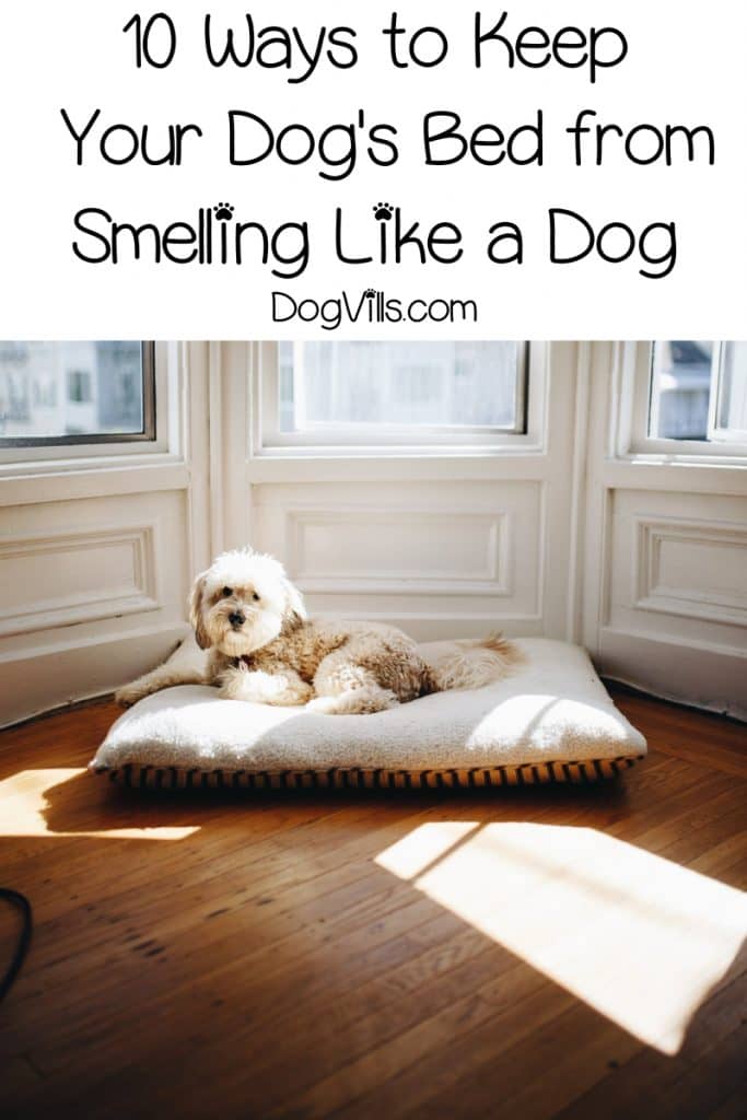 Wondering how to keep your dog's bed from smelling like a dog? Read on for ten tips that will help you keep that bed smelling fresh!