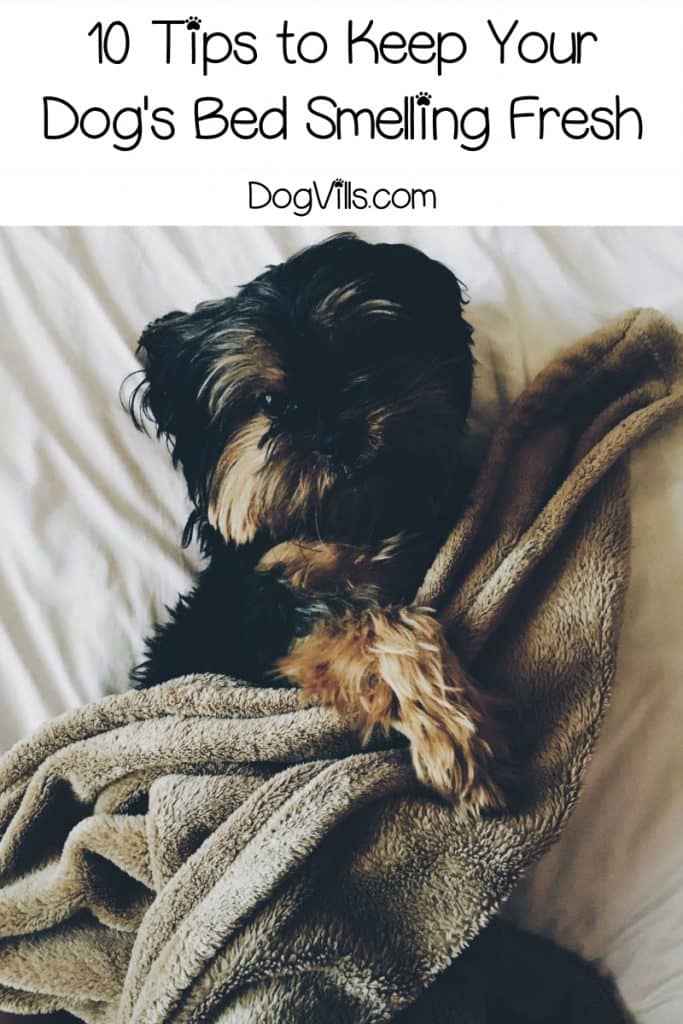 Wondering how to keep your dog's bed from smelling like a dog? Read on for ten tips that will help you keep that bed smelling fresh!