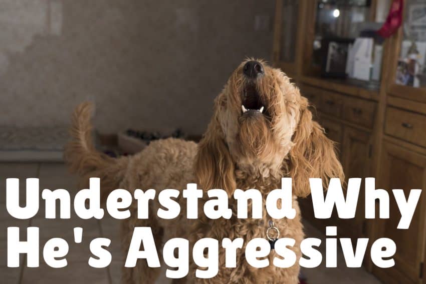 how do you socialize an aggressive dog