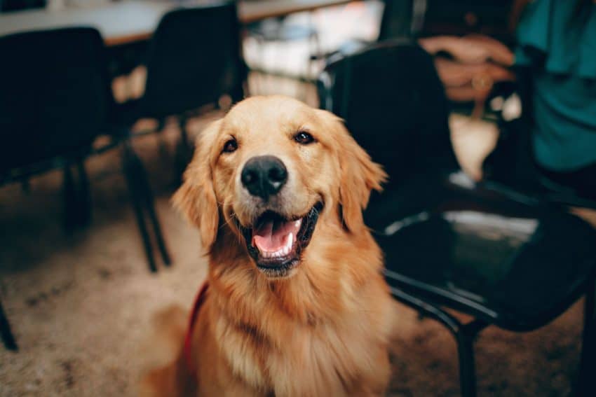 Golden Retriever is one of the least stubborn dog breeds. 