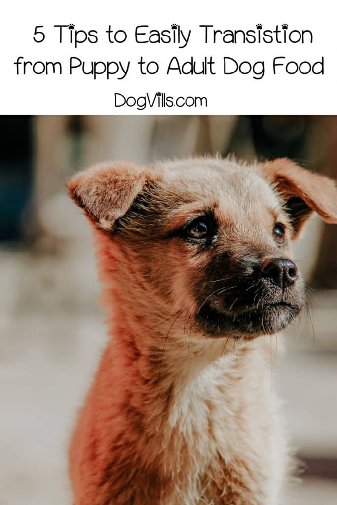 Your sweet pooch is growing up quickly, and it’s time to transition from puppy to adult dog food. Check out 5 tips for a smoother switch! https://dogvills.com/transition-from-puppy-to-adult-dog-food #dogs #doglife