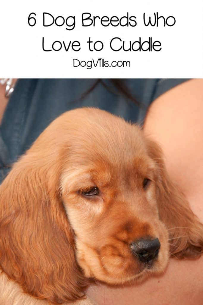 Which Dog Breeds Enjoys Cuddling the Most? - DogVills