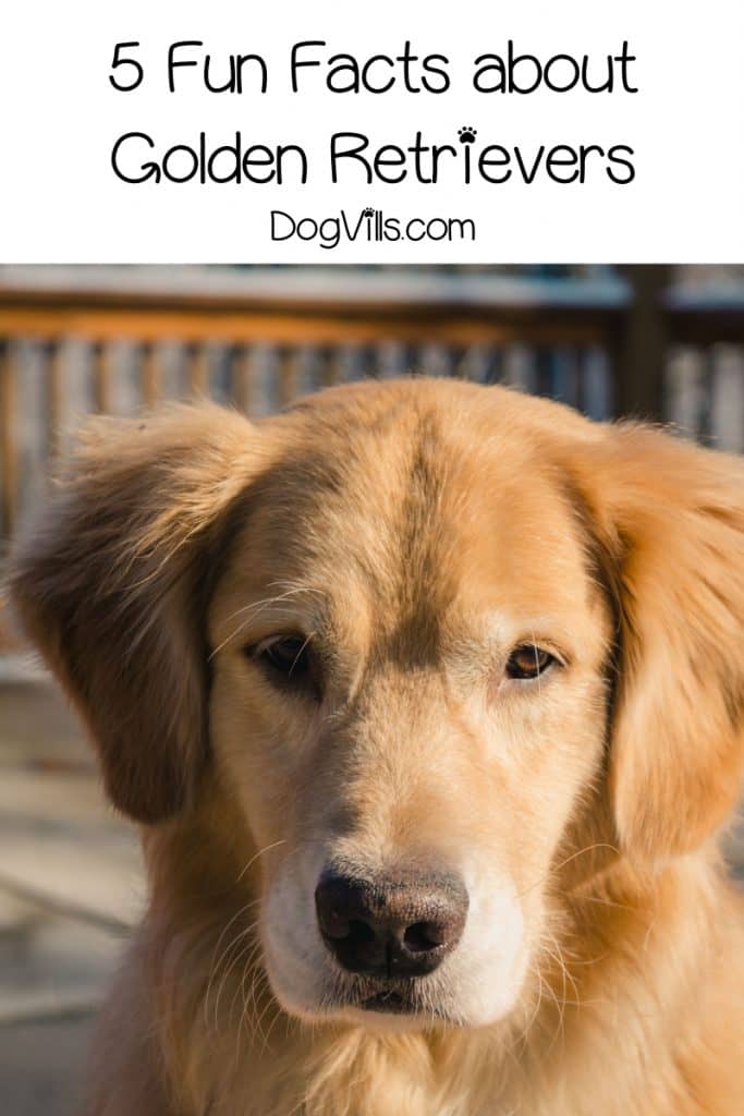 Looking for fun facts about Golden Retrievers? Today, we're going to check out some things about America's 3rd favorite dog that you probably didn't know!