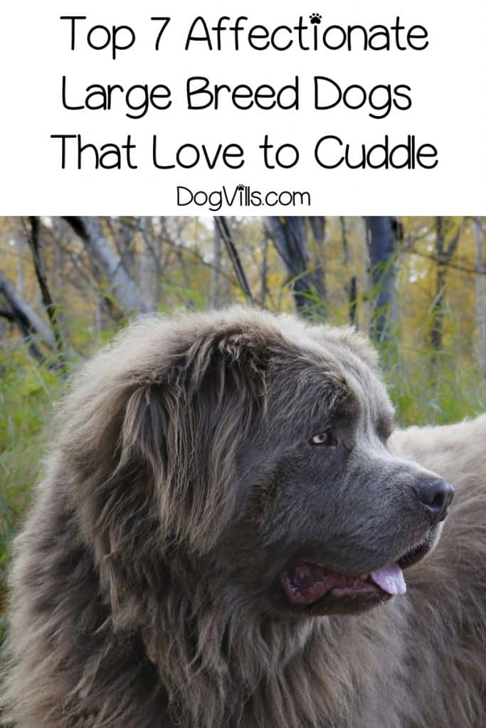 Looking for the most affectionate large dog breeds? Check out the top 7 large pups who love a good cuddle with their people!