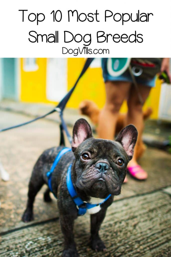 Curious about the top 10 most popular small dog breeds? Wondering if the poodle ranks higher than the Beagle? How does the Frenchie factor in? Find out!