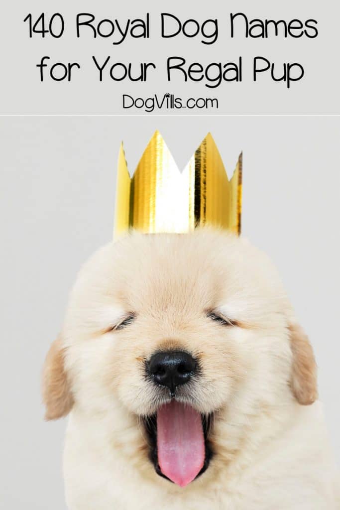 From kings & queens of yesteryear to modern monarch monikers, if you’re searching for royal dog names, we’ve got you covered! Check them out!