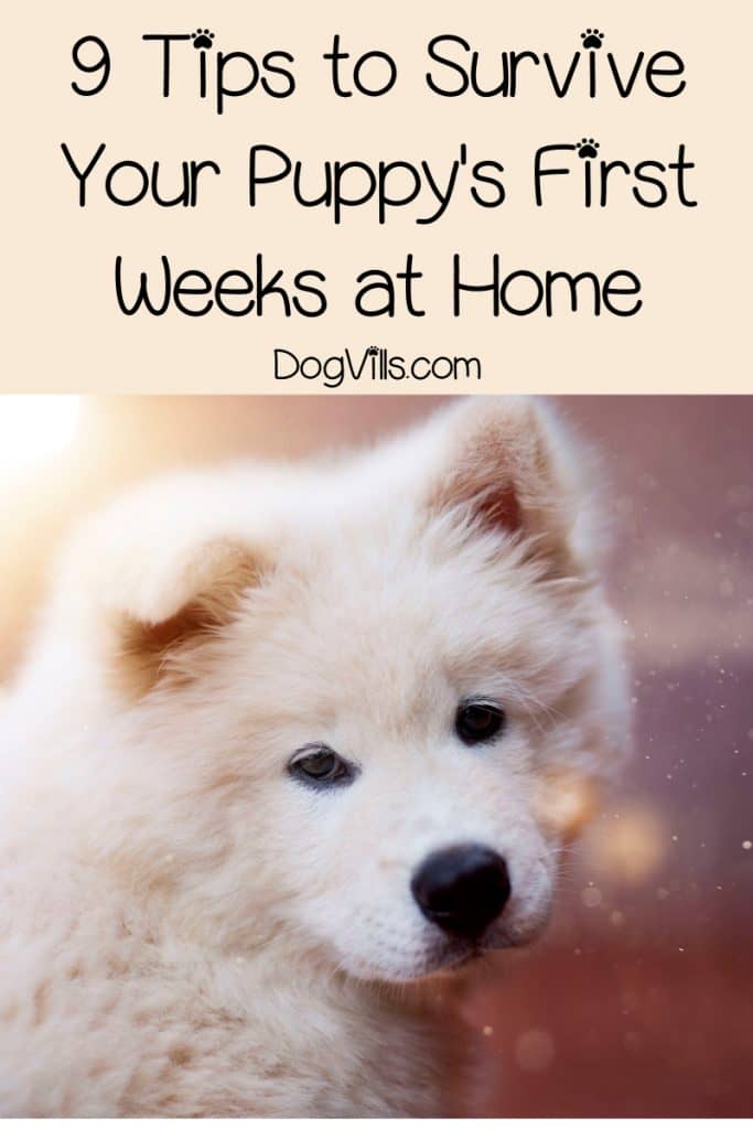 9-lifesaving-tips-to-help-you-survive-puppy-overwhelm-dogvills