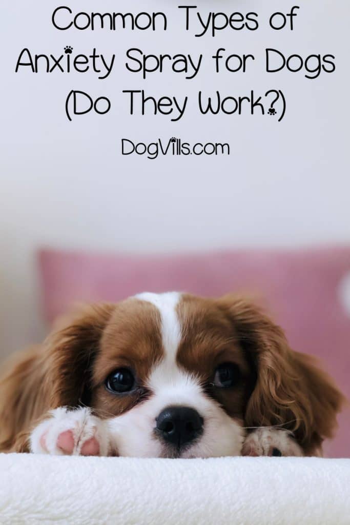 Wondering if anxiety sprays for dogs really work? Let's find out! Take a look at the most common types & what both science and other dog owners say.