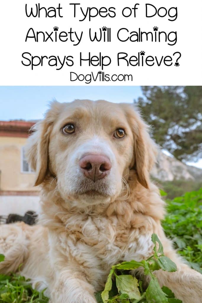 Does anxiety spray for dogs work? What types of anxiety will it help relieve? Find out the answers!