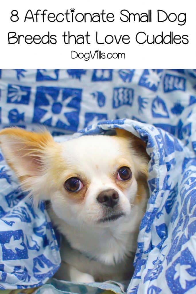 cuddliest small dog breeds