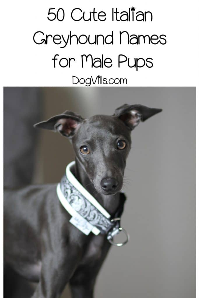 Looking for the best Italian Greyhound names? We've got you covered! Check out 100 beautiful ideas straight out of Italy that we adore!