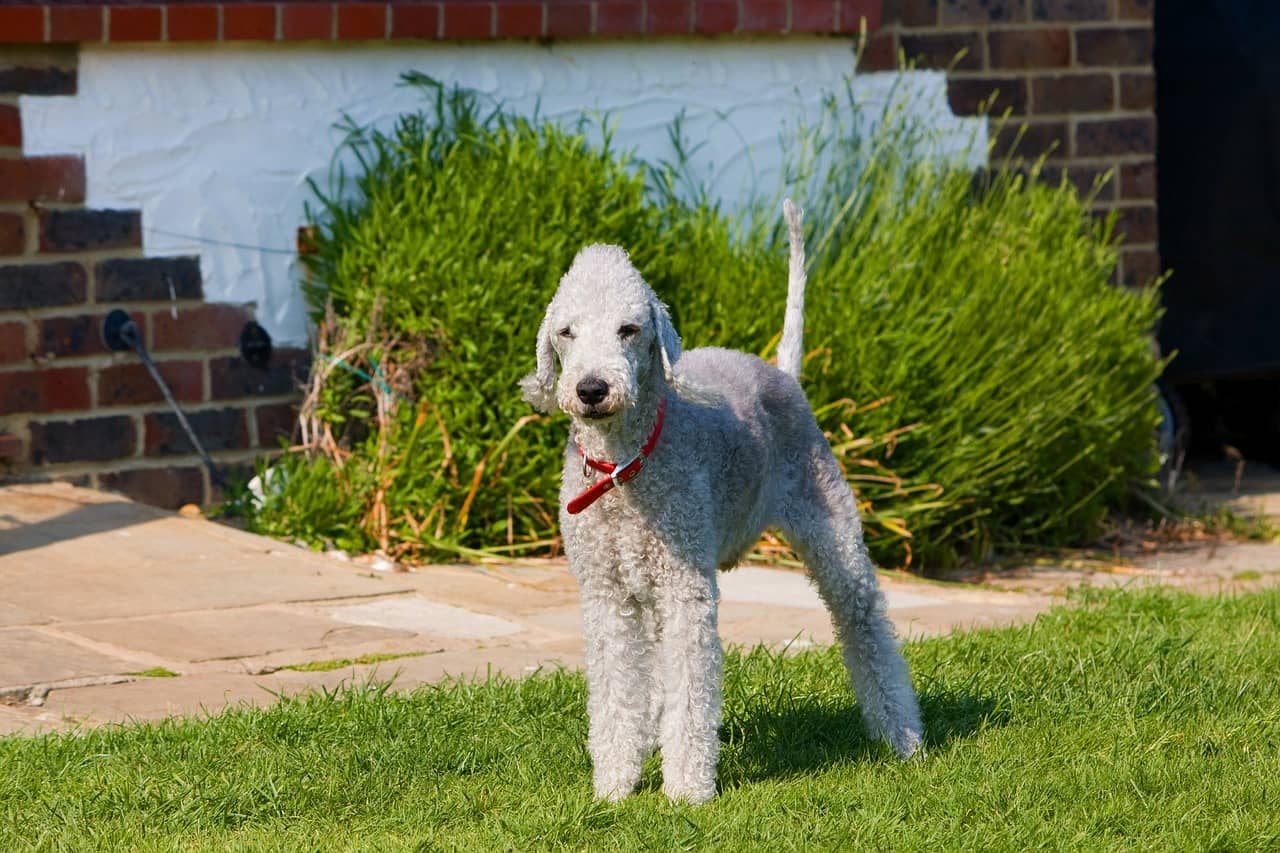 Top 10 Most Unique Coolest Dog Breeds DogVills top-10-most-unique-coolest-dog-breeds-dogvills