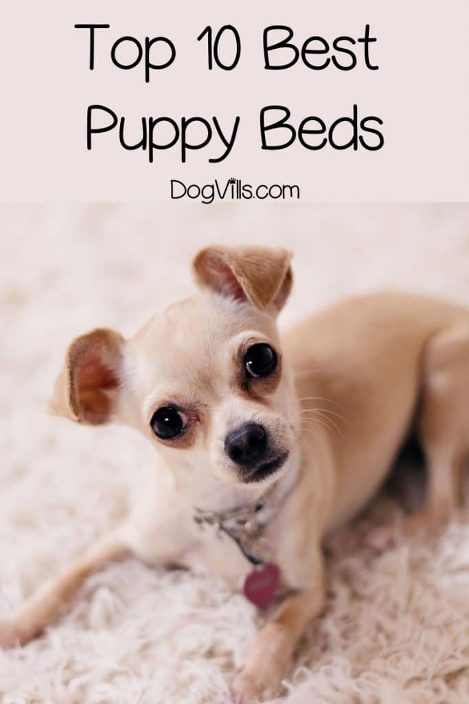 Looking for the best puppy beds? How about the cutest? We've got you covered on both counts! Check out our top 10 favorites!